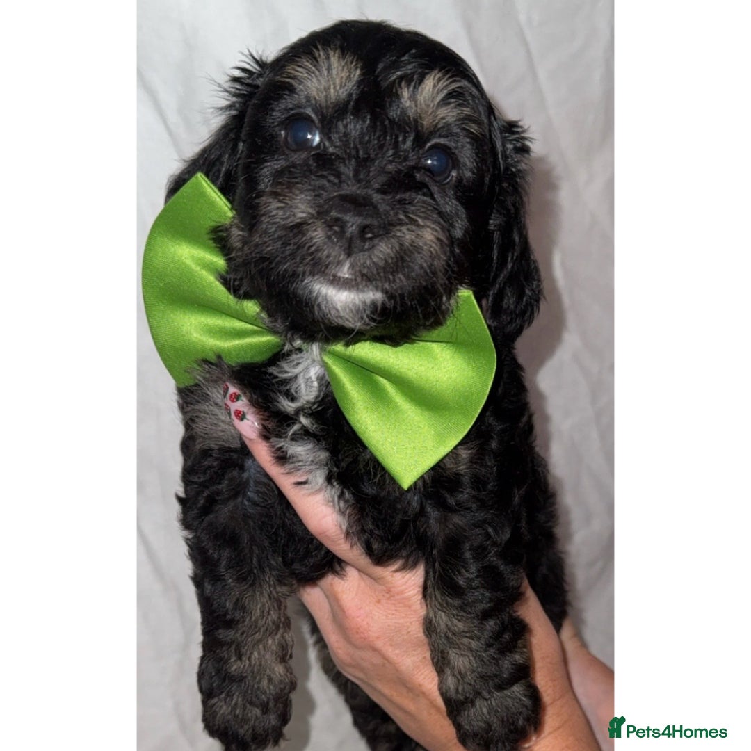 Dachshund dogs for sale: DOXIEPOO PUPPIES  - Image 2