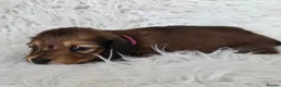 Miniature Dachshund dogs for sale: STUNNING KC SHADED RED LONG HAIR - Advert 17