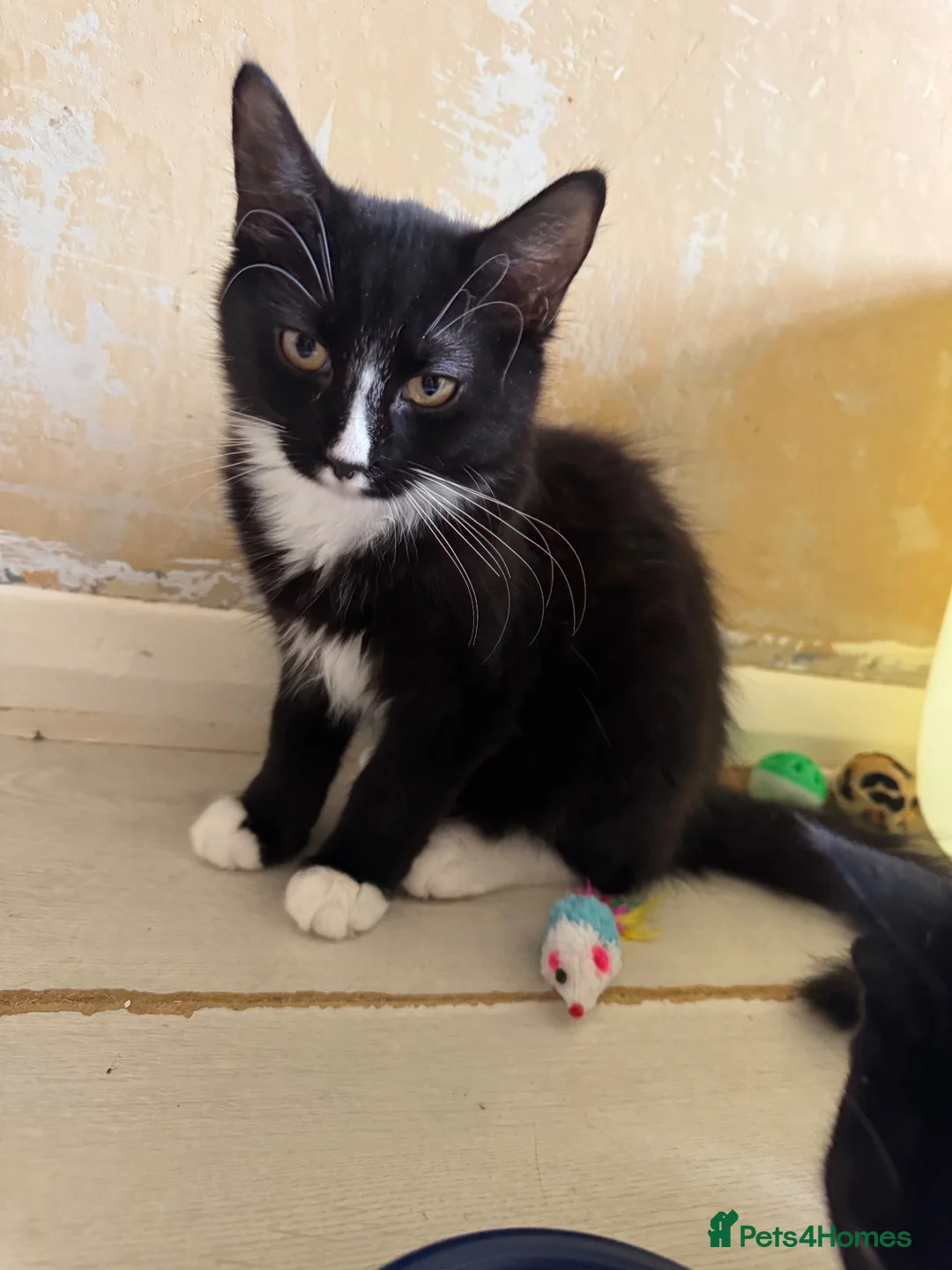 Domestic Shorthair cats for adoption: Win & Walt - Adopt Cats in Crisis East Ldn - Advert 3