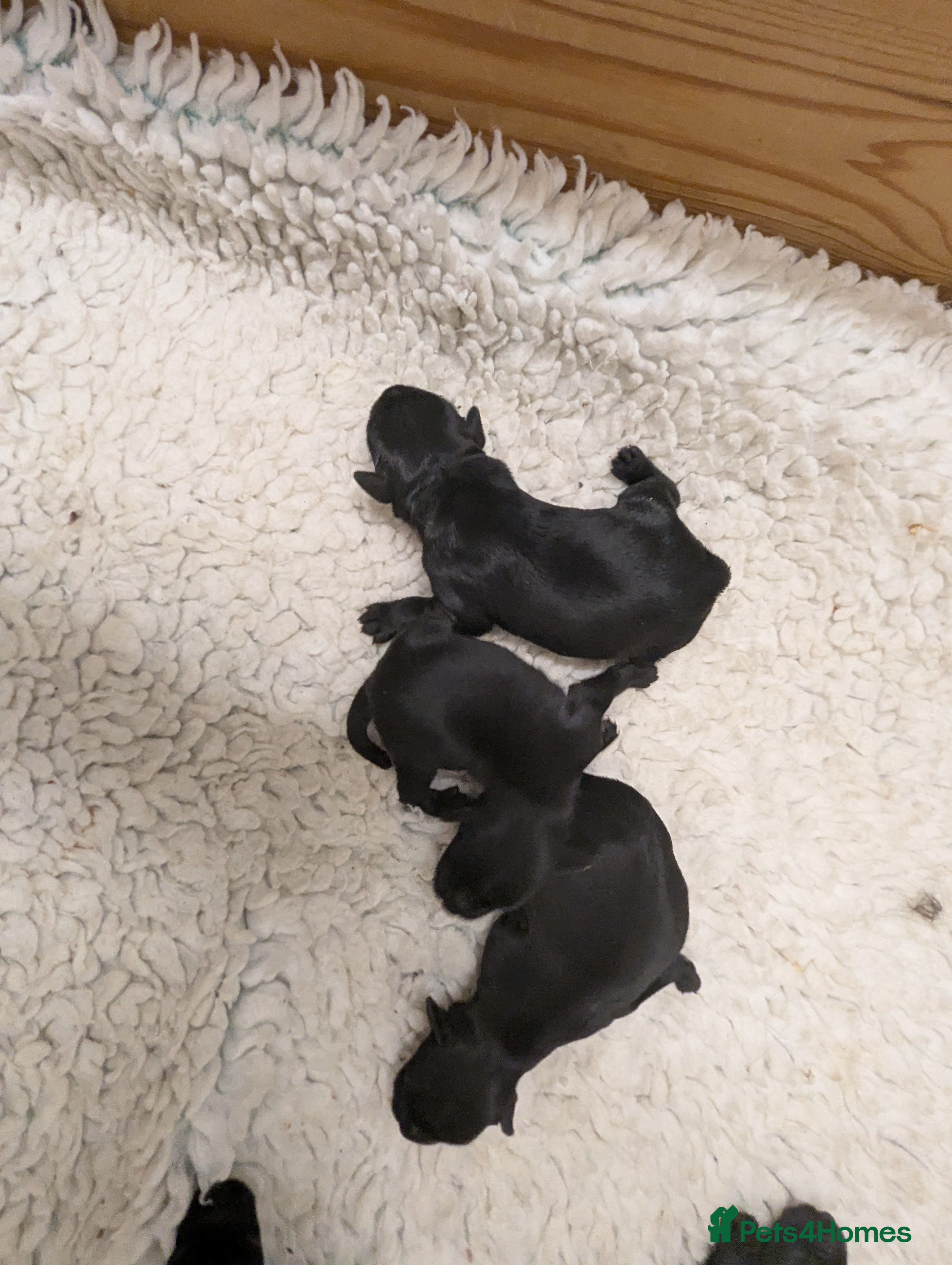 Miniature Schnauzer dogs KC reg'd,Health Tested Miniature Pups 5* Breeder - Advert 2
