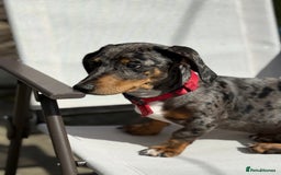 Dachshund dogs for sale: Male dapple dachshund  - Image 2