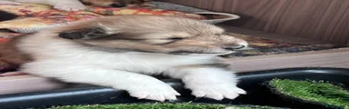 Rough Collie Puppy 2   This is Woody