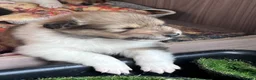 Rough Collie dogs for sale: HAPPY HEALTHY FREE DM-CEA-MDR1-PRA. NO INBREEDING. - Advert 18