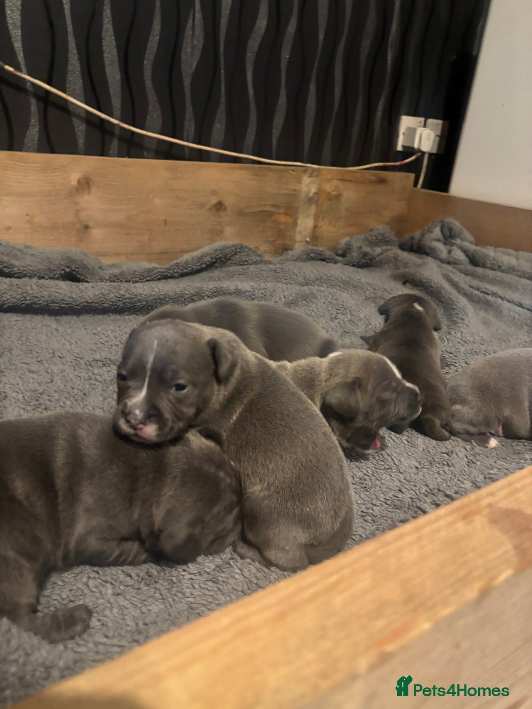 Staffordshire Bull Terrier dogs for sale: staffordshire bull terrier puppies for sale!  - Advert 2