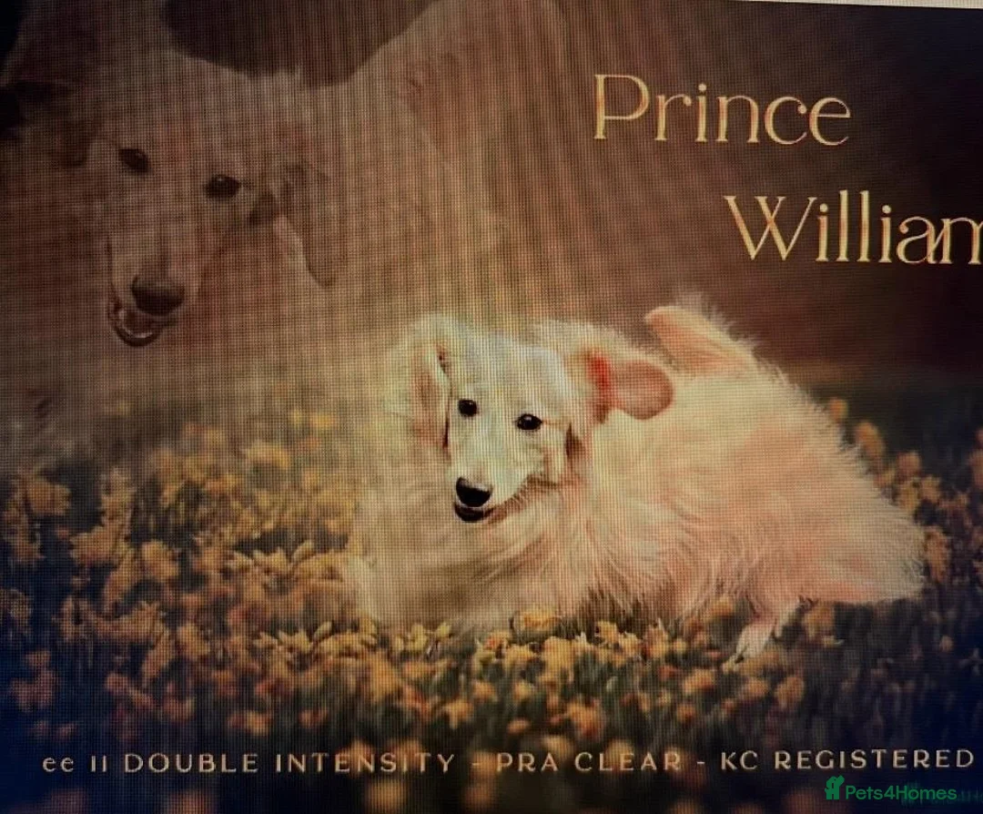 Miniature Dachshund dogs for sale: 3 kc reg silver dapple and tan mini dat puppies - Advert 3