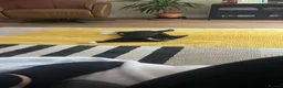 Mixed Breed cats for sale: 2 sister cats lilo and boots  - Advert 7