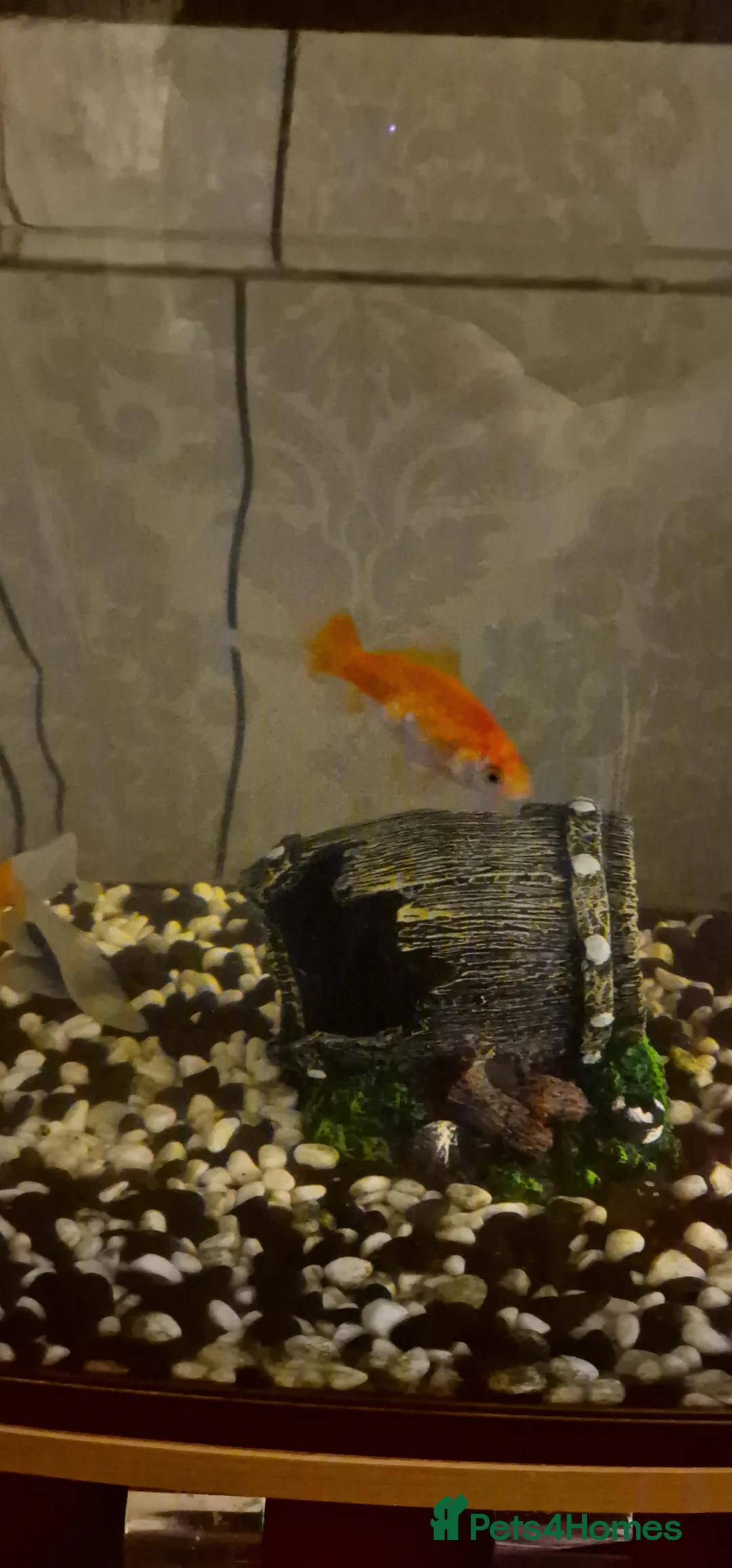 Goldfish fish for sale: Two Goldfish to be rehomed  - Advert 1