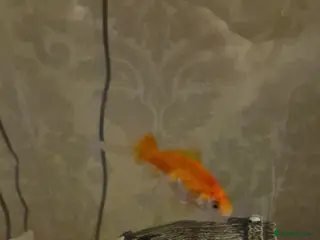 Goldfish fish Two Goldfish to be rehomed - Advert 3