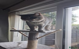 British Shorthair cats for sale: British Shorthair x Ragdoll Cat for Rehoming  - Image 9