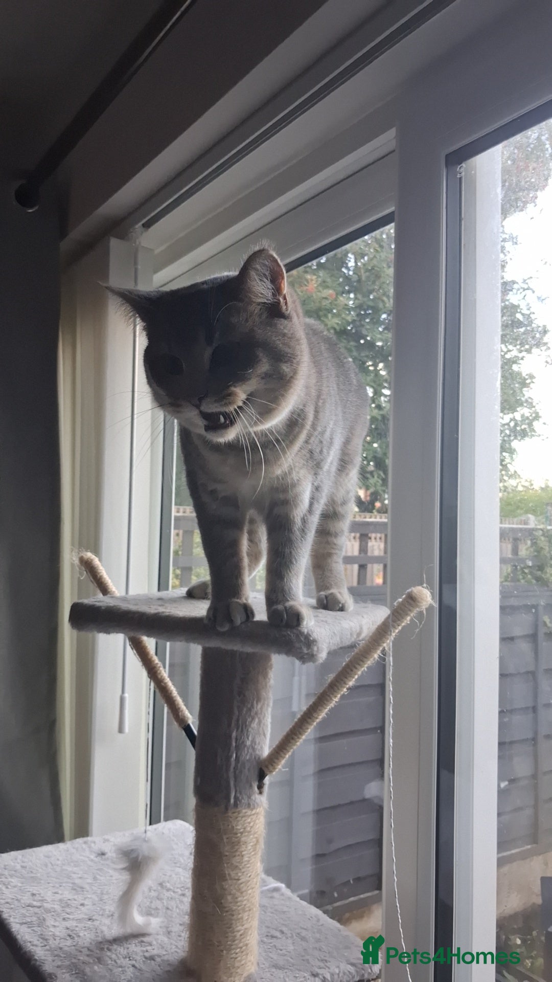 British Shorthair cats for sale: British Shorthair x Ragdoll Cat for Rehoming  - Image 9