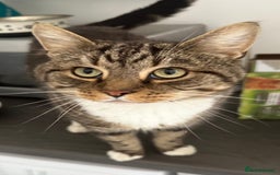 British Shorthair cats for sale: Mr Frodo Baggins - Image 2
