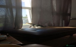 Domestic Shorthair cats for sale: 4 month old kitten - Image 2