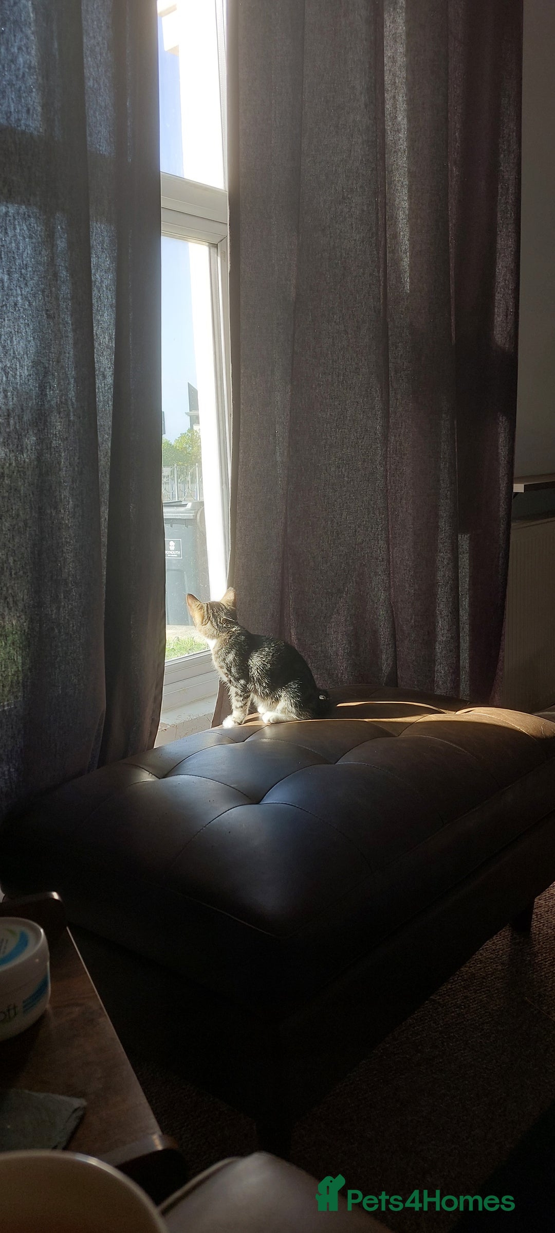 Domestic Shorthair cats for sale: 4 month old kitten - Image 2