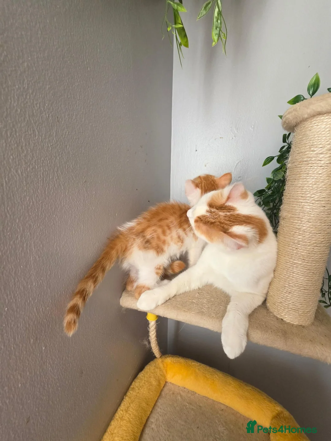 Mixed Breed cats for sale: Lovely kitten - please read - Advert 4
