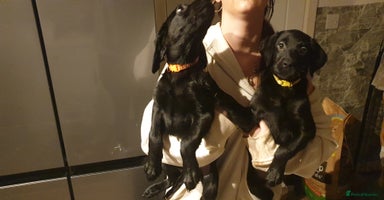 Labrador Retriever dogs Ready to leave 2day KC lab retrievers 12weeks old  - Advert 10