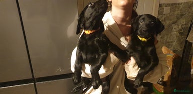 Labrador Retriever dogs Ready to leave 2day KC lab retrievers 12weeks old - Advert 6