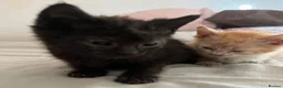 Mixed Breed cats for sale: Last 2 kittens left - Advert 7