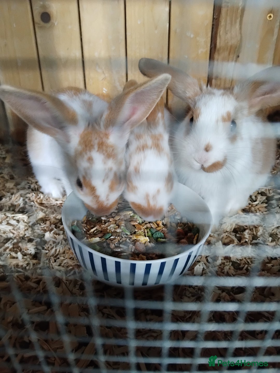 Mini Lop rabbits for sale: Baby lops  - Image 7