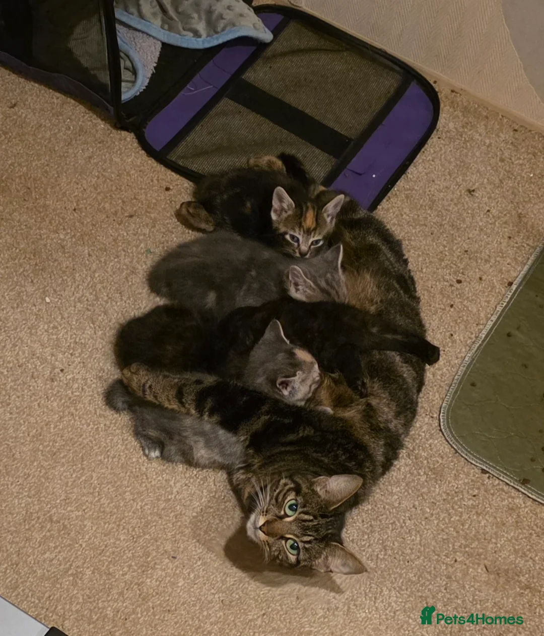 Mixed Breed cats for sale: Friendly, playful and sweet kittens  - Advert 2