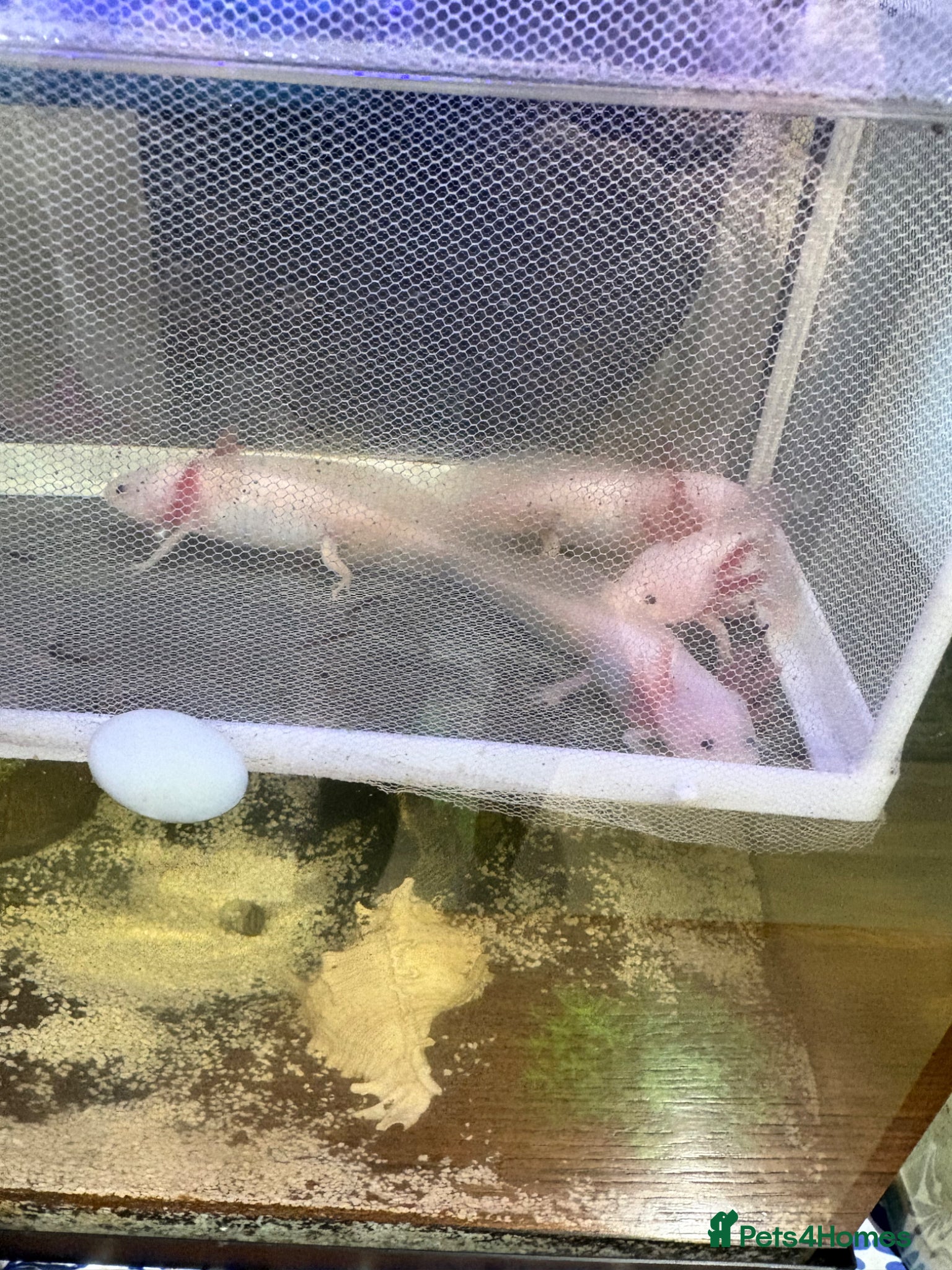 Axolotl reptiles Pink Axolotls - Advert 12