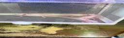 Axolotl reptiles for sale: Pink Axolotls in Rochester - Advert 1