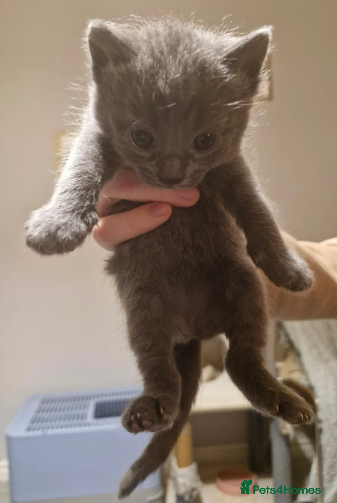 Mixed Breed cats for sale: RARE Sphynx Cross Babies - Advert 18