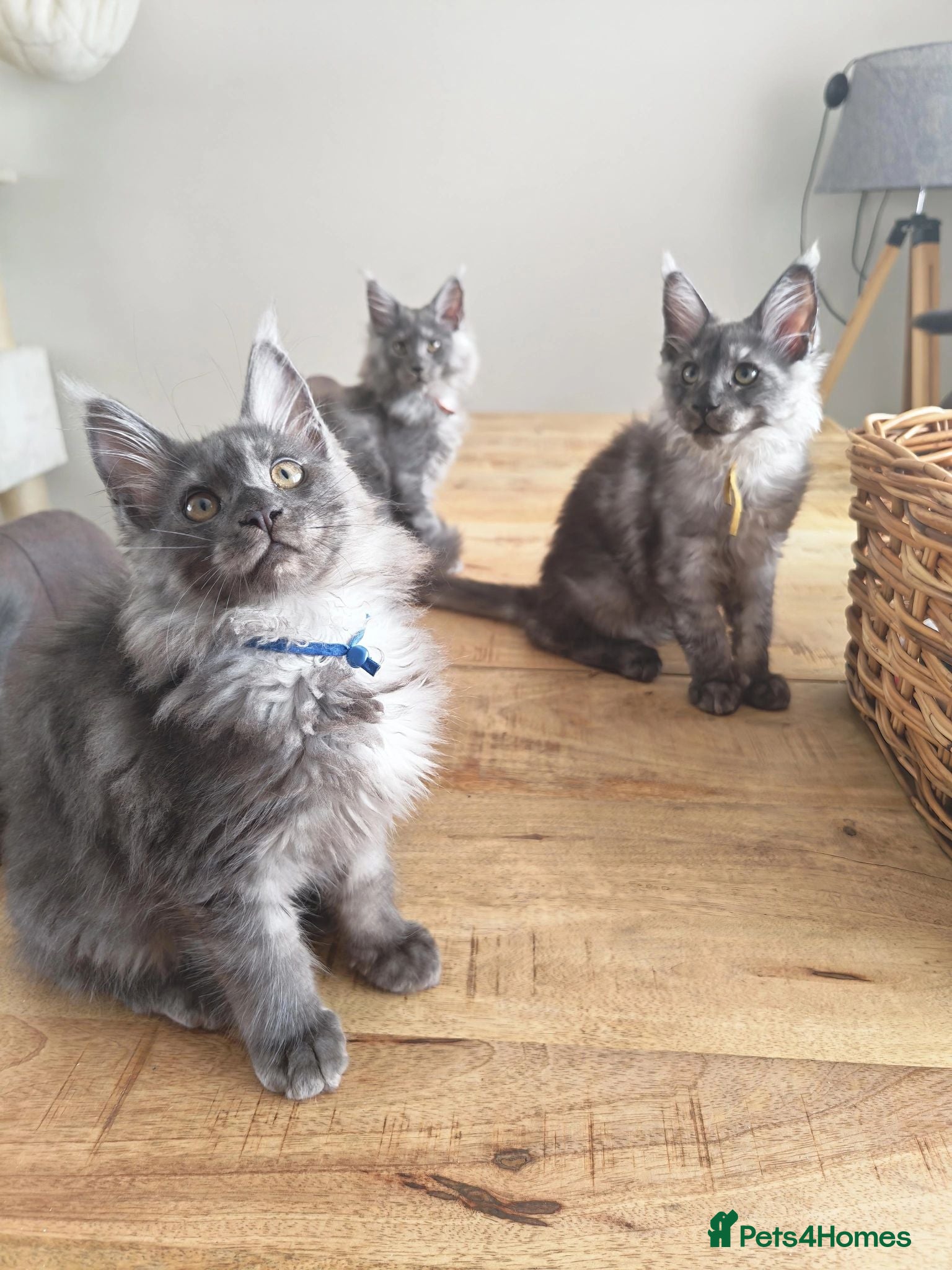 Maine Coon cats Stunning XL Black & Blue Smoke TICA Maine Coons - Advert 1