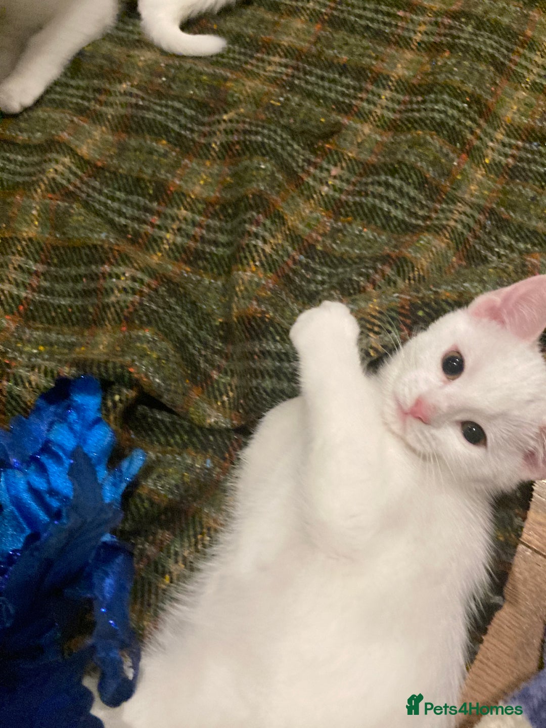 Turkish Van cats for sale: Gorgeous Turkish Van Kittens - Advert 30