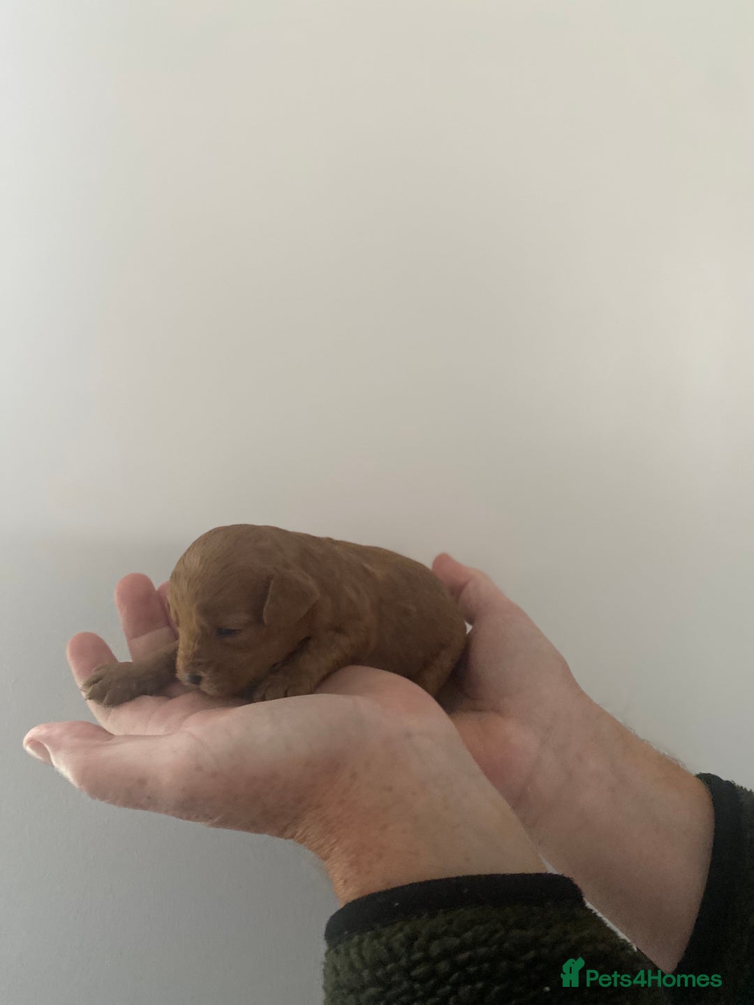 Cavapoo dogs for sale: Beautiful Cavapoo puppy’s❤️ - Image 9