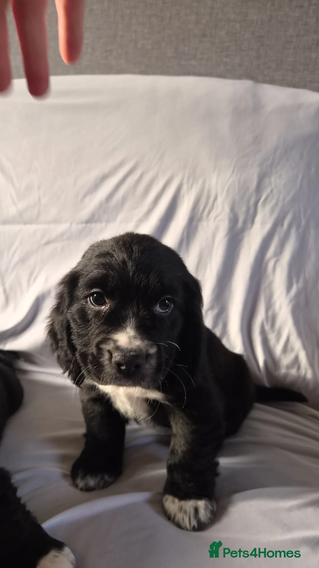 Cocker Spaniel dogs for sale: Cocker spaniel puppies - Advert 2