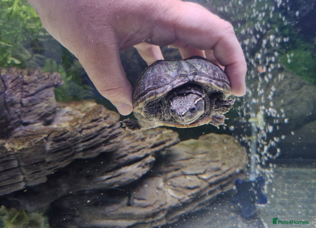 Turtle reptiles for sale: 2 musk turtles and tank - Image 3