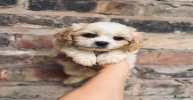 Cavachon dogs - Advert 4
