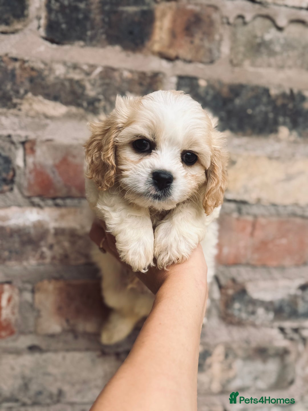 Cavachon dogs for sale: Toy Cavachon male puppies 🩵💙DNA tested 🩵💙 - Image 2