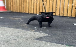 Staffordshire Bull Terrier dogs for stud: One and only ACE stud!  - Image 6
