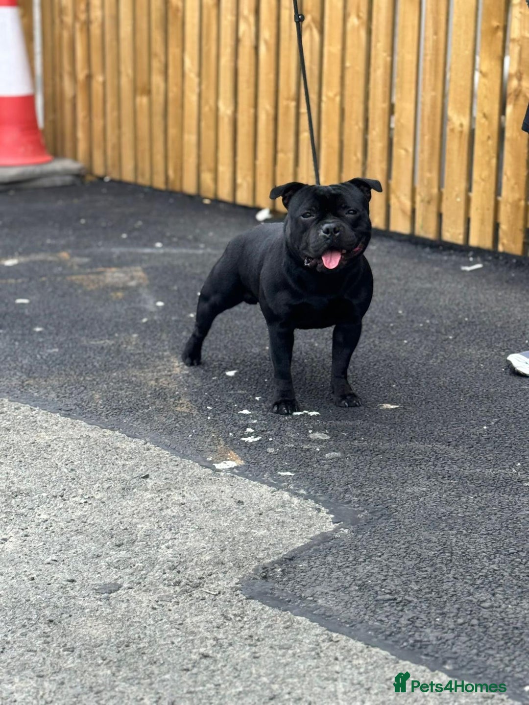 Staffordshire Bull Terrier dogs for stud: One and only ACE stud!  - Image 6