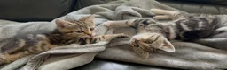 Mixed Breed cats for sale: Mixed breed kittens  - Advert 4
