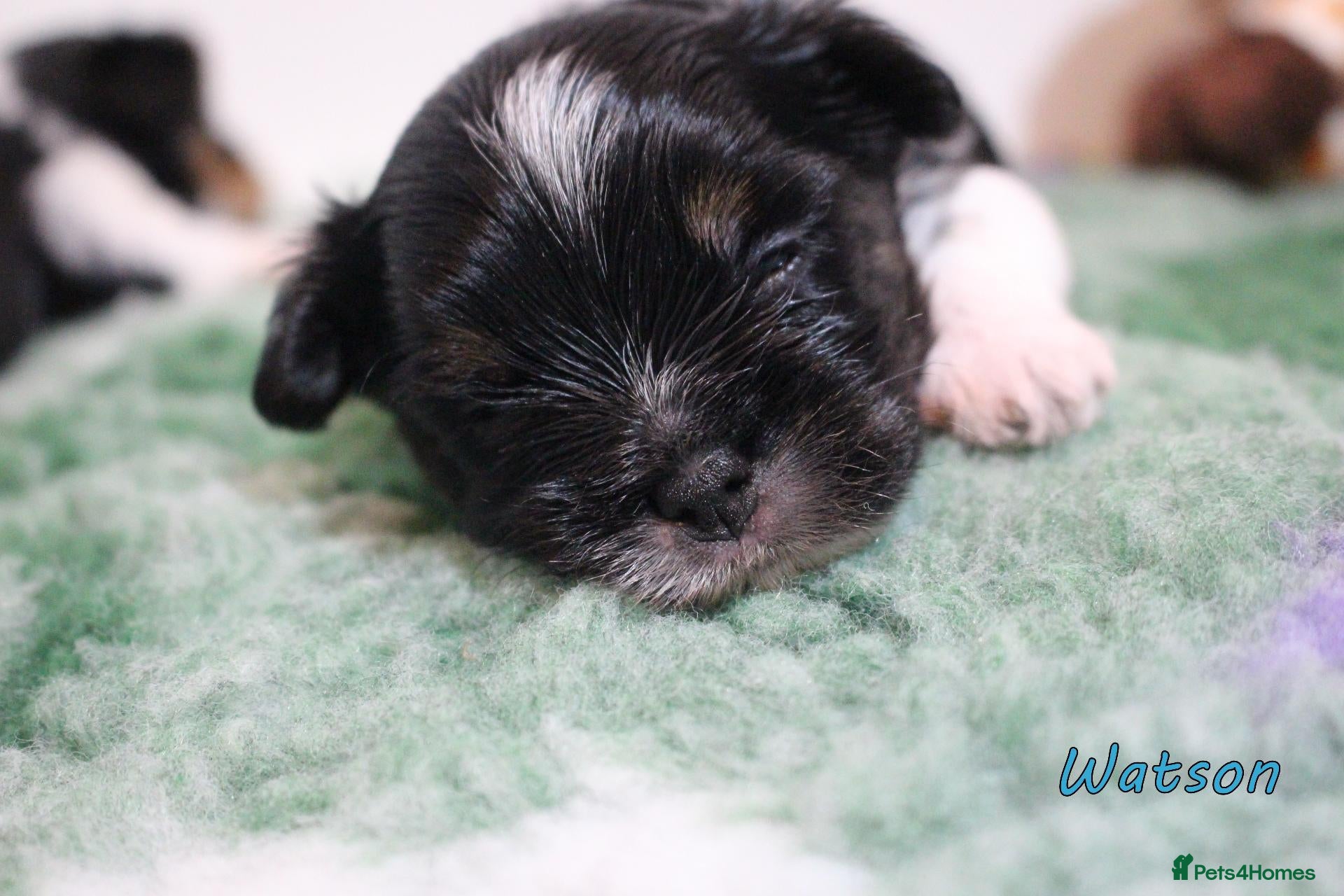 Biewer Terrier dogs for sale: ✨Stunning Biewer Yorkshire Terriers Ready Dec 26 ✨ - Advert 2