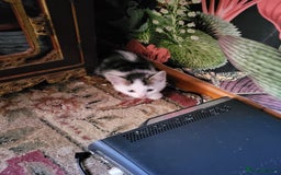 British Shorthair cats for sale: Lovely lively kittens! - Image 1
