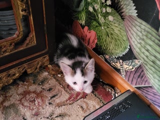 British Shorthair cats - Advert 28