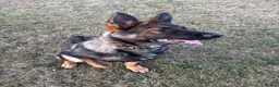 German Shepherd dogs for sale: Kenzo in Halifax - Advert 6