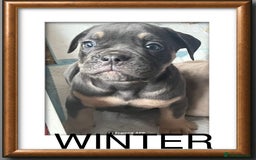 Olde English Bulldogge dogs for sale: Olde English bulldog female puppy  - Image 3