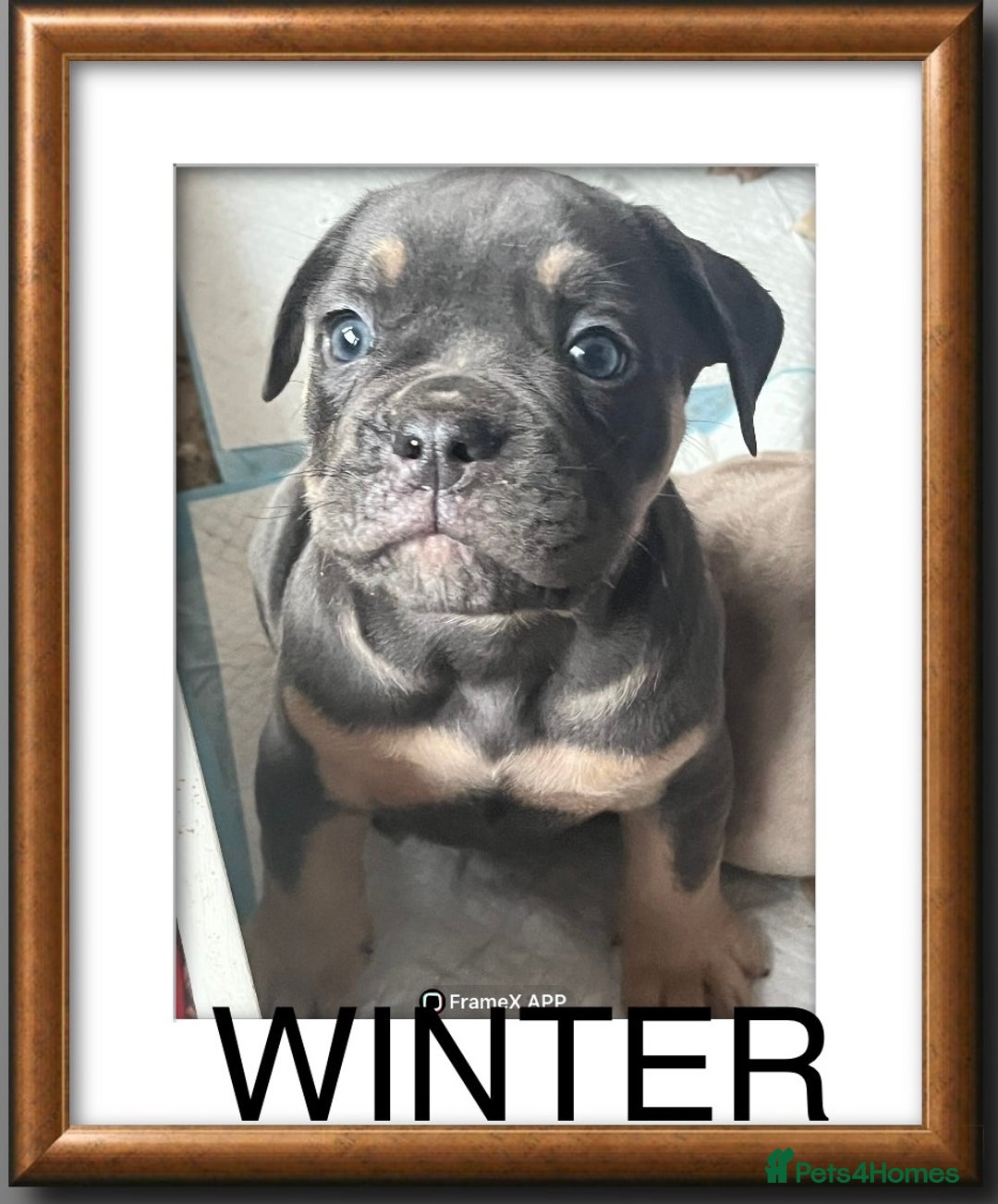 Olde English Bulldogge dogs for sale: Olde English bulldog female puppy  - Image 3