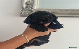 Cocker Spaniel dogs for sale: Cocker Spaniel Puppies perfect example ready now - Image 13