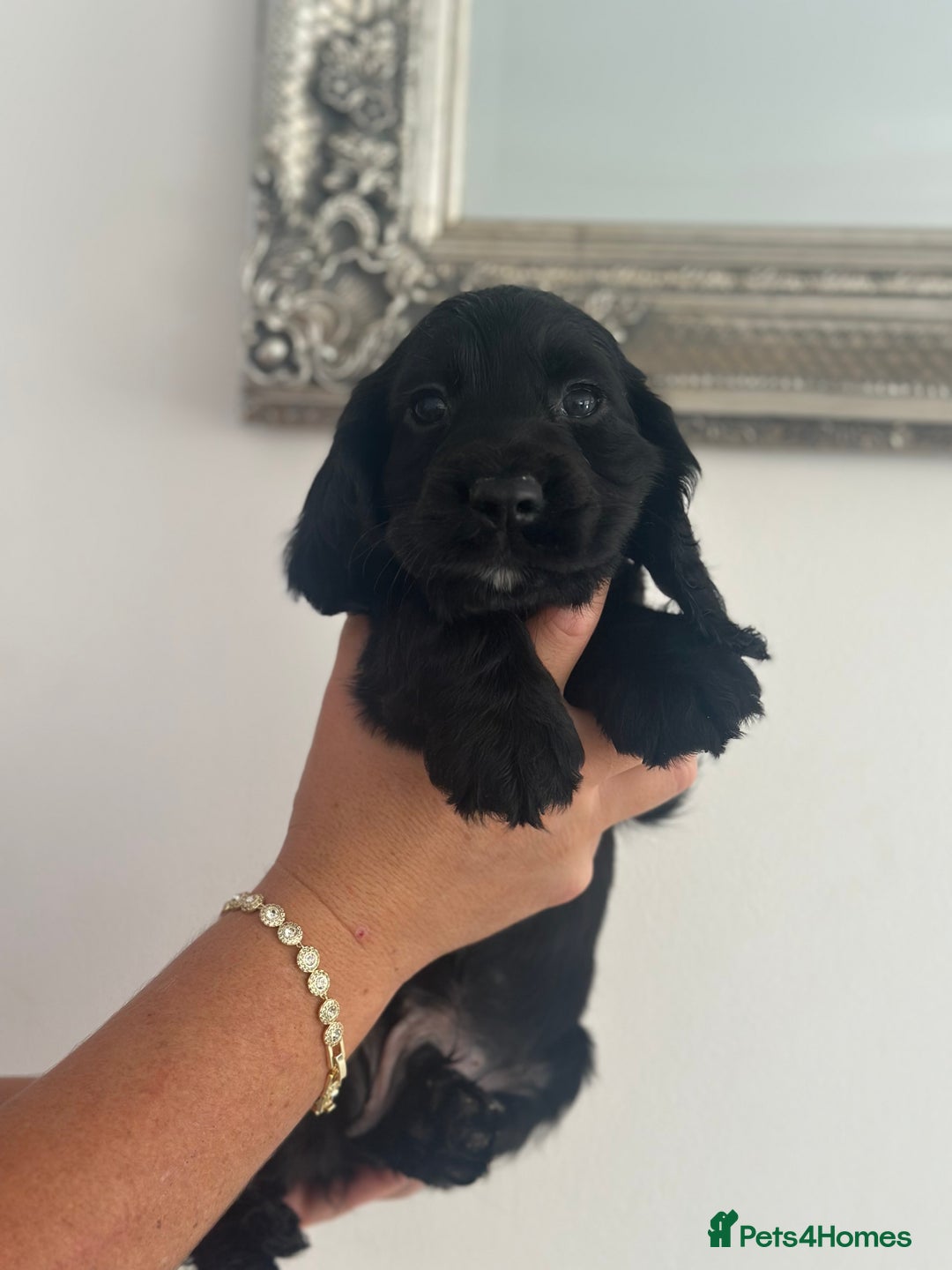 Cocker Spaniel dogs for sale: Cocker Spaniel Puppies perfect example ready now - Image 13