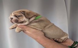 English Bulldog dogs for sale: English Bulldog Puppies  - Advert 26