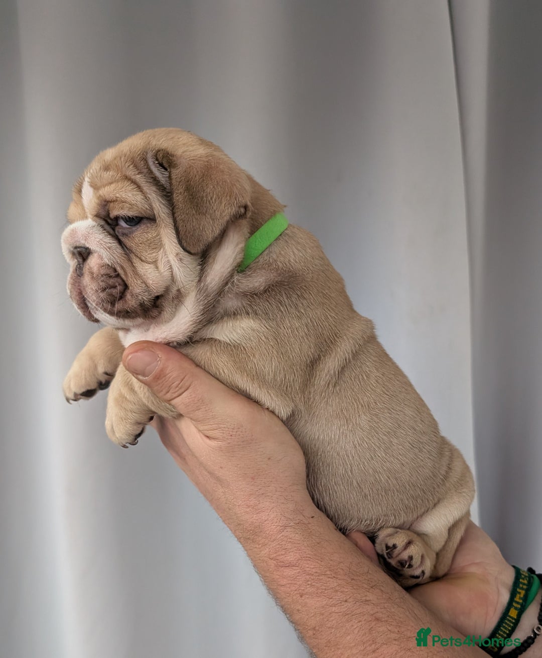 English Bulldog dogs for sale: English Bulldog Puppies  - Advert 26
