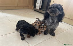 Cockapoo dogs for sale: 4 beautiful F1B Cockapoo puppies  - Image 10