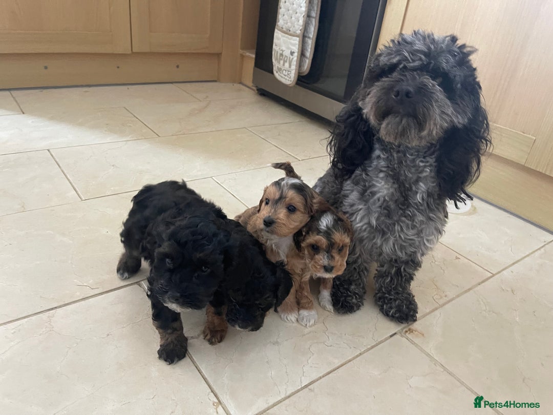 Cockapoo dogs for sale: 4 beautiful F1B Cockapoo puppies  - Image 10