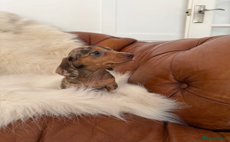 Miniature Dachshund dogs - Advert 1