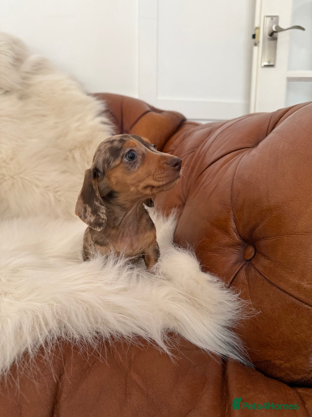 Miniature Dachshund dogs for sale: Stunning Silver & Chocolate Dapple Miniatures - Image 7